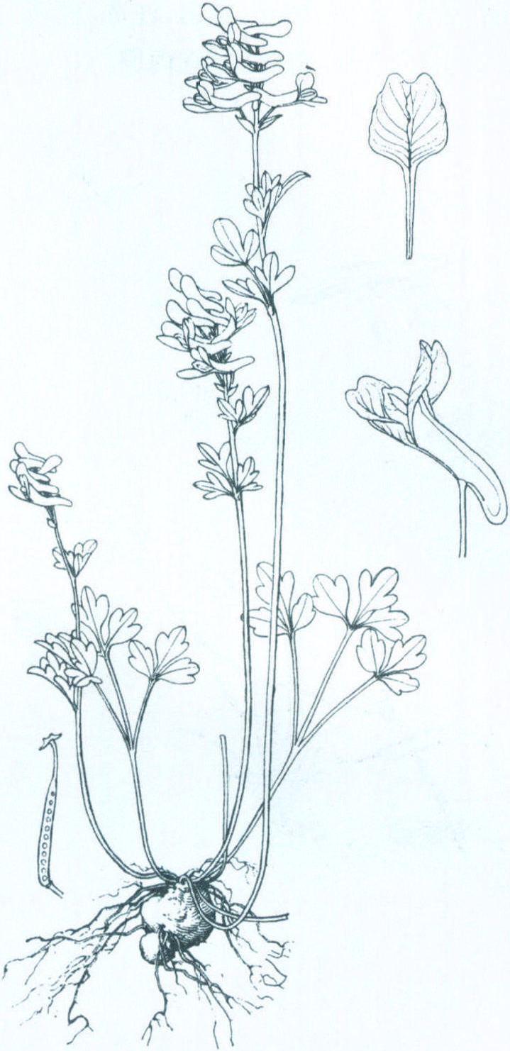 2.伏生紫堇